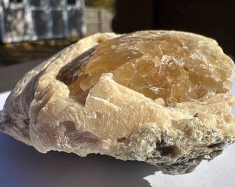 Calcite Crystal Clam Shell Fossil | Rucks Pit Florida Fossil | Yellow Calcite Mineral Specimen | Rare Collectible Crystal | ShipwreckedSpell