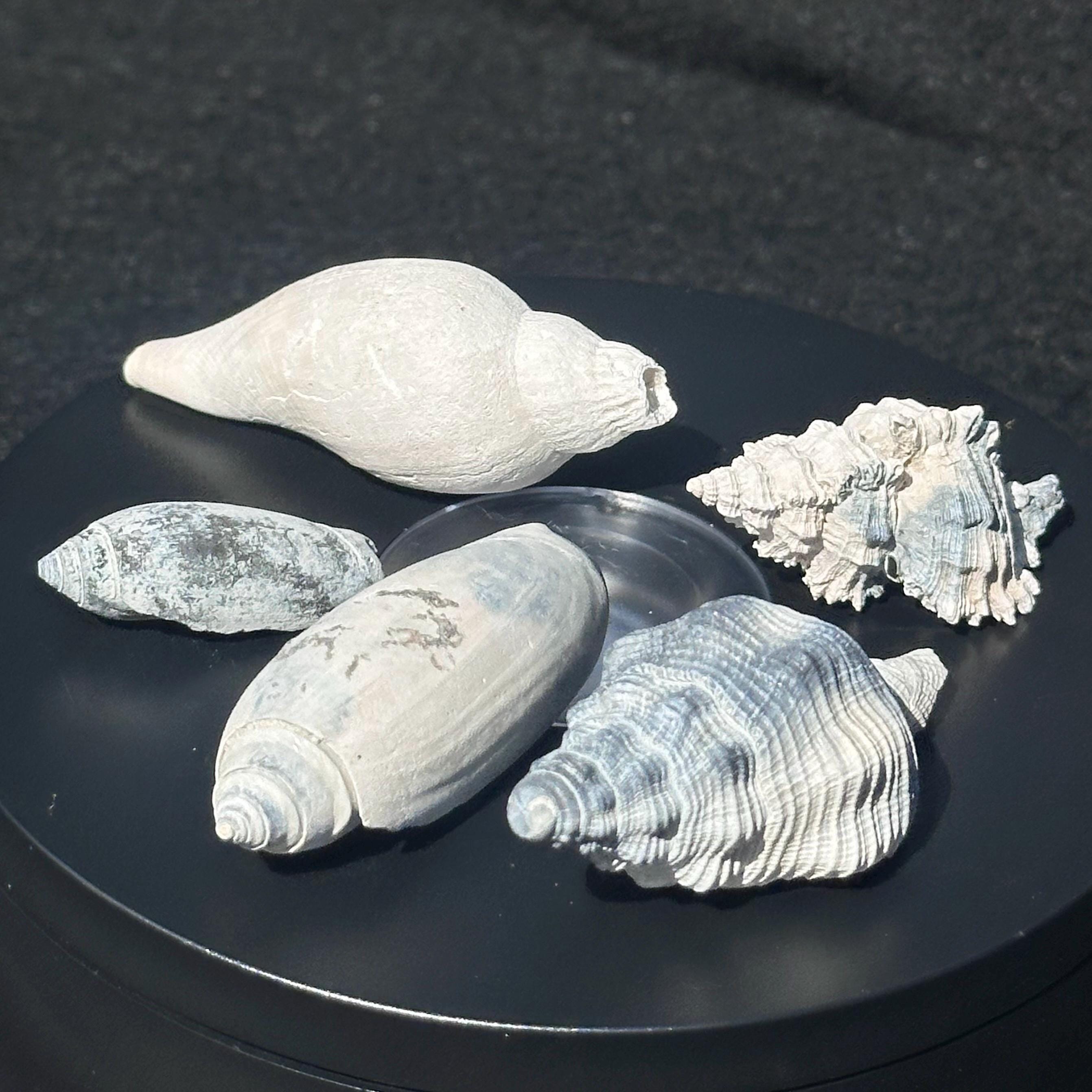 Gastropod fossils - Etsy 日本