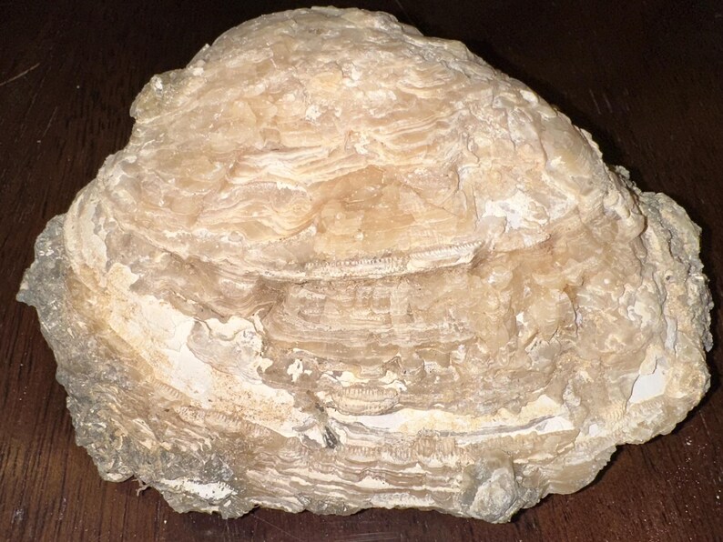 Calcite Crystal Clam Shell Fossil | Okeechobee, Florida | Golden Yellow ...