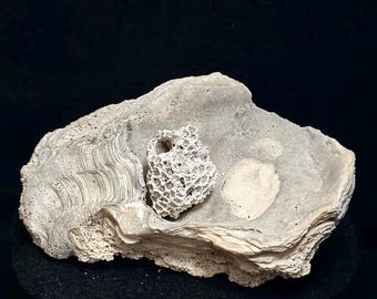 Coral fósil extinto sobre concha fósil de 3,2 cm (1,29 pulgadas) exhibido sobre concha de ostra fósil de 12 cm (4,68 pulgadas) / Fósiles raros de Florida / Formación Caloosahatchee