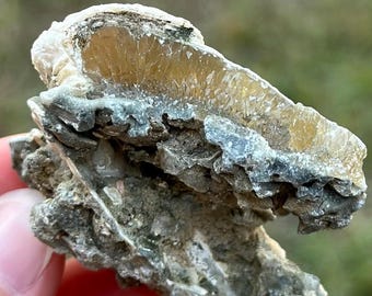 Calcite Crystal Clam Shell Fossil 1.96” | Fort Drum Florida Fossil | Rare Collectible Crystal | UV Reactive | Fluorescence & Phosphorescence