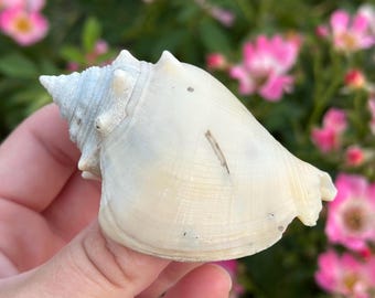 Caracola de combate fósil de Florida (Strombus alatus) 2,96” / Fósil marino del Pleistoceno / Auténtico ejemplar de Florida