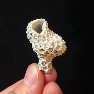 May include: A small, off-white piece of fossilized coral with a porous, textured surface featuring numerous tiny, star-shaped patterns. The coral has an irregular, branching shape with a hollow, cup-like opening at the top and a narrow base.
