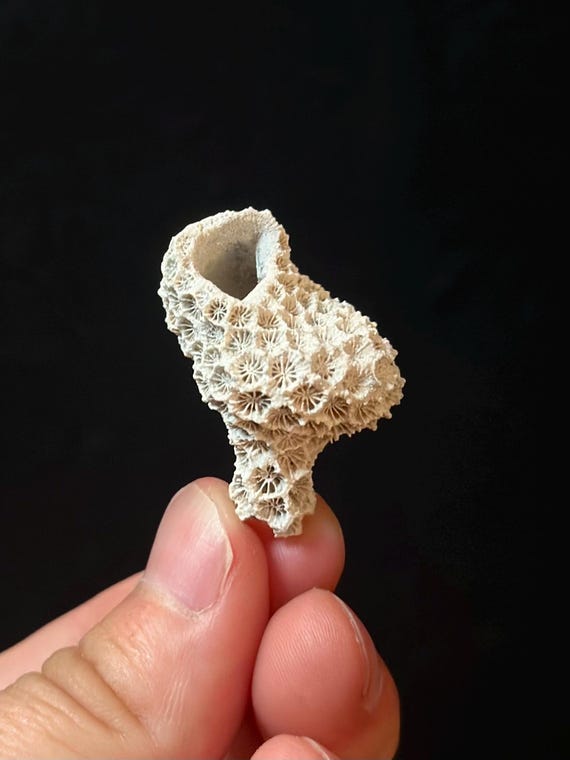 Extinct Fossil Coral on Fossil Shell 0.90” | Rare Florida Fossil | Early Pleistocene | Caloosahatchee Formation | Unique Marine Fossil Shell