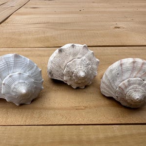 Może przedstawiać: Trzy muszle z wzorami spiralnymi i różnymi odcieniami bieli i beżu ułożone na jasnobrązowej drewnianej powierzchni. Muszle mają teksturowany wygląd i są różnej wielkości.