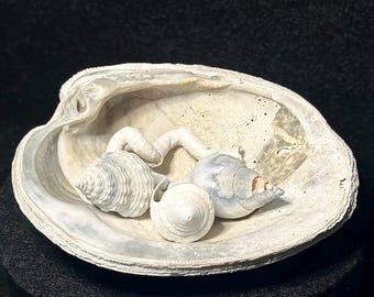 4 Fossil Shells Displayed on UV Fossil Clam Shell 4.19” | Rare Florida Fossils | Early Pleistocene | Caloosahatchee Formation