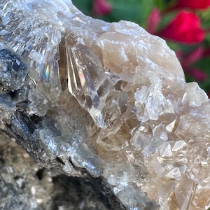 Calcite Crystal Clam Shell Fossil | Fort Drum Florida Fossil 2.55” | Rare Collectible Crystal | UV Reactive | Fluorescence & Phosphorescence
