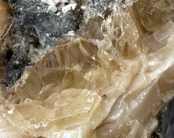 Calcite Crystal Clam Shell Fossil | Fort Drum Florida Fossil 2.59” | Rare Collectible Crystal | UV Reactive | Fluorescence & Phosphorescence