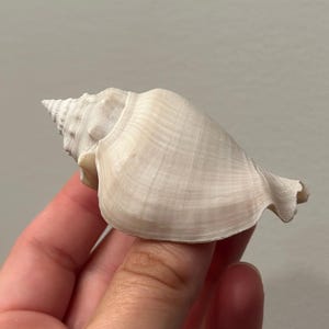 以下が含まれることがあります： 螺旋状の尖った頂点と幅の広い湾曲した本体を持つ、滑らかなオフホワイトの貝殻。貝殻の表面には淡い茶色の線状の模様がかすかに見られ、外縁に向かって広がる自然な先細りの形状をしています。