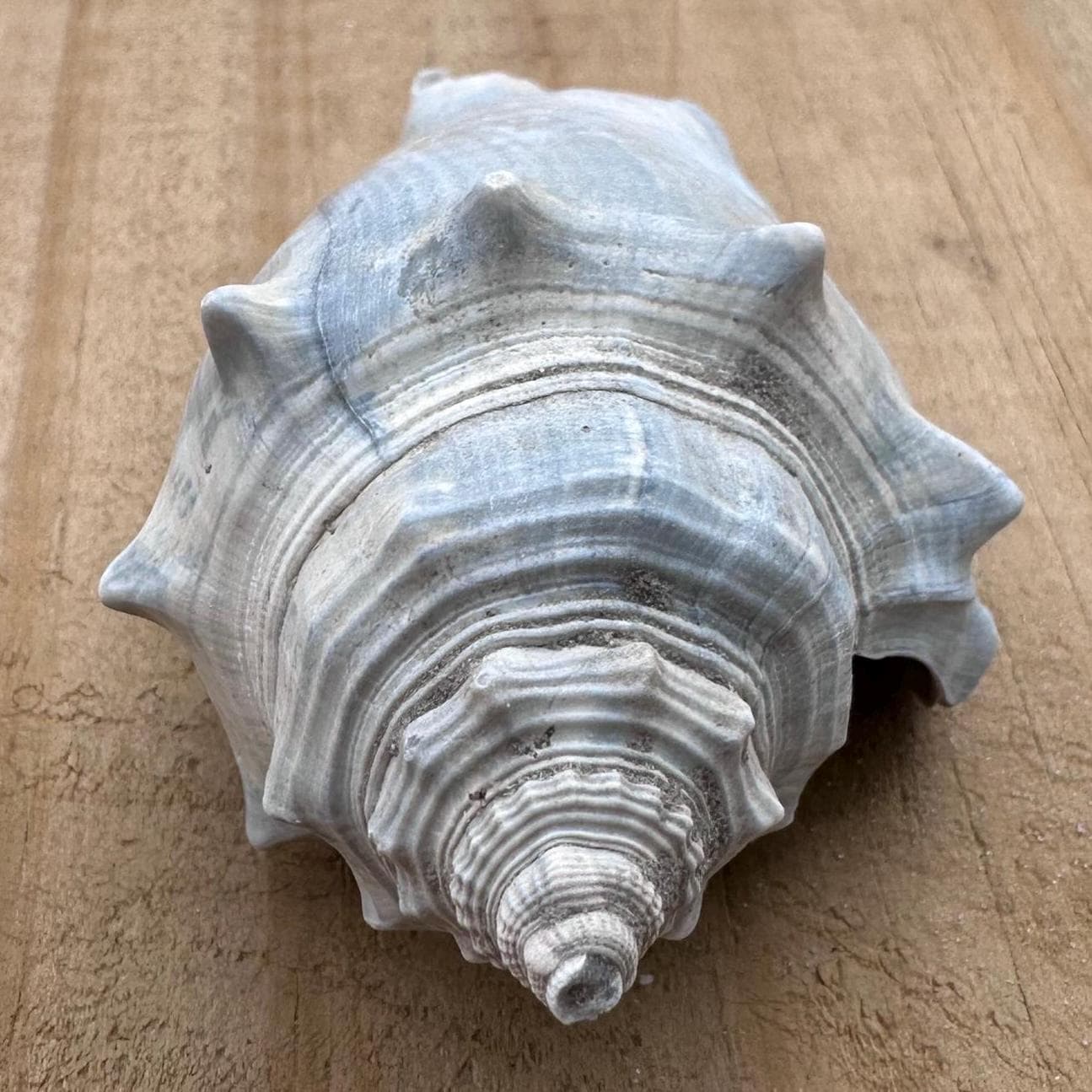 Fossil Conch Shell - Etsy