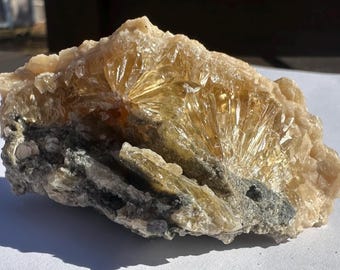 Calcite Crystal Clam Shell Fossil | Rucks Pit Florida Fossil | Yellow Calcite Mineral Specimen | Rare Collectible Crystal | ShipwreckedSpell