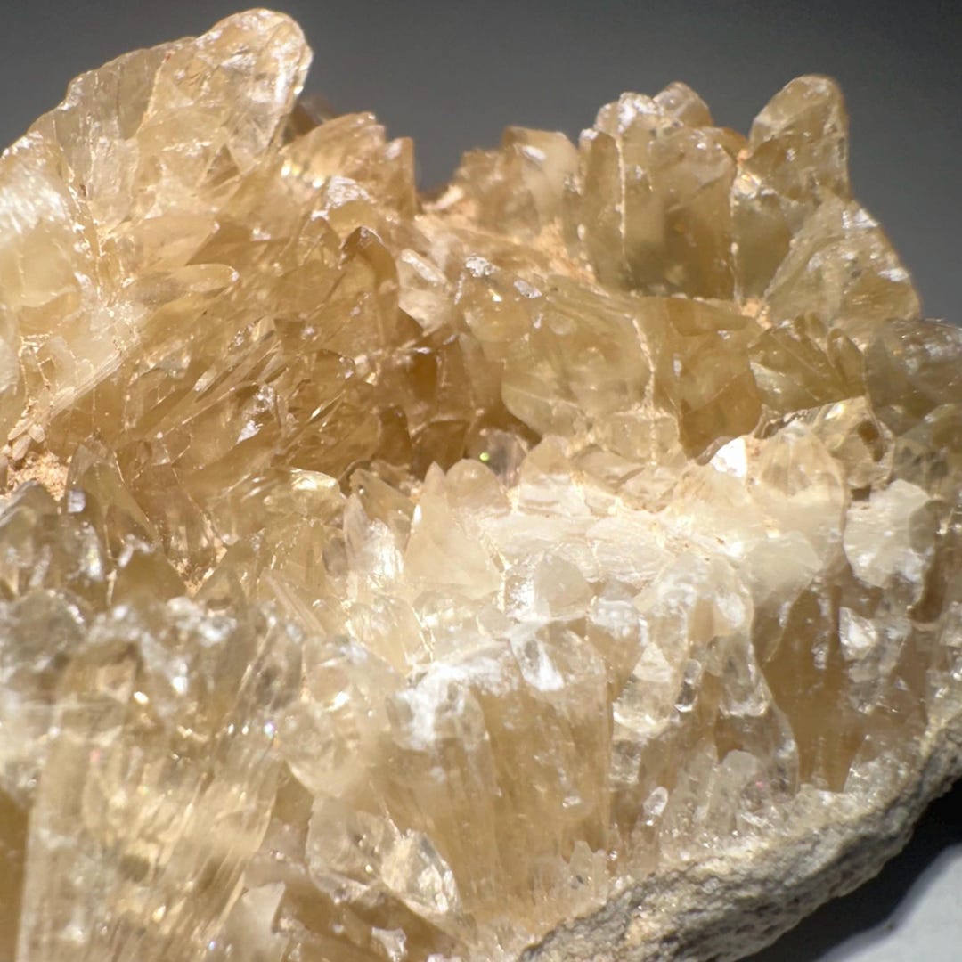 Calcite Crystal Clam Shell Fossil | Okeechobee, Florida | Golden Yellow ...