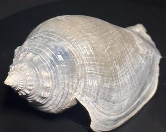Caracola de lucha de Florida fósil reactiva a los rayos UV de 3,02 pulgadas / Strombus alatus / Concha fósil marina del Pleistoceno