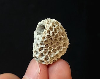 Extinct Fossil Coral on Fossil Shell 0.90” | Rare Florida Fossil | Early Pleistocene | Caloosahatchee Formation | Unique Marine Fossil Shell