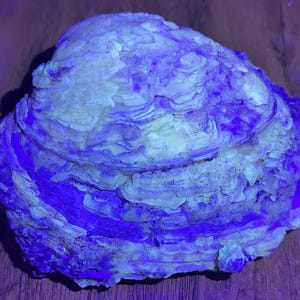 May include: A large, textured object resembling a shell, with a layered structure. The colour is mainly off-white, with striking blue and purple highlights. The lighting suggests a fluorescent or UV effect, creating a vivid contrast.