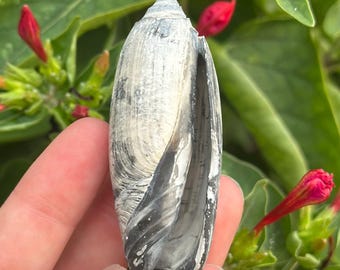 Concha fósil de oliva de Florida de 2,41 pulgadas / Ejemplar de gasterópodo fósil negro y gris / Auténtica concha de colección
