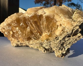 Calcite Crystal Clam Shell Fossil | Rucks Pit Florida Fossil | Yellow Calcite Mineral Specimen | Rare Collectible Crystal | ShipwreckedSpell
