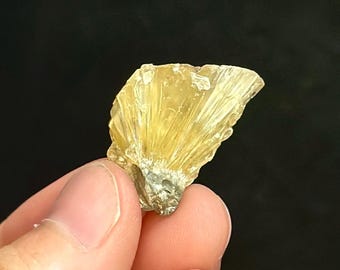 Calcite Crystal Clam Shell Fossil 0.95” | Fort Drum Florida Fossil | Rare Collectible Crystal | UV Reactive | Fluorescence & Phosphorescence