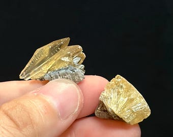 2 pc Calcite Crystal Clam Shell Fossils 0.88” | Fort Drum Florida | Rare Collectible Crystal | UV Reactive | Fluorescence & Phosphorescence