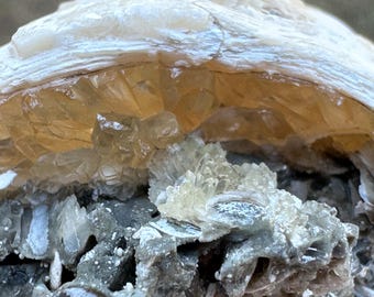 Calcite Crystal Clam Shell Fossil 1.92” | Fort Drum Florida Fossil | Rare Collectible Crystal | UV Reactive | Fluorescence & Phosphorescence