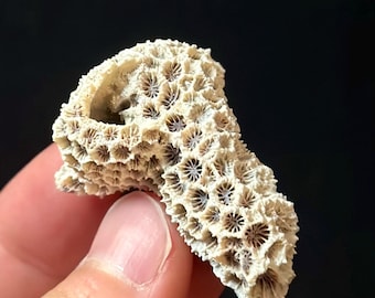 Extinct Fossil Coral on Fossil Shell 1.51” | Rare Florida Fossil | Early Pleistocene | Caloosahatchee Formation | Unique Marine Fossil Shell
