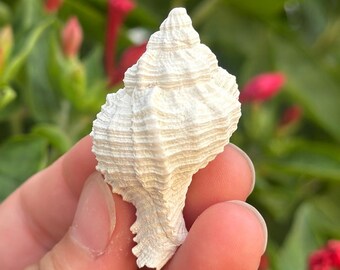 Fossil Murex Shell 1.75” | Florida Fossil Shell | Authentic Marine Fossil | Collector Specimen
