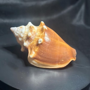 Muszla Florida Fighting Conch – Naturalne pomarańczowo-kremowe ubarwienie – Duża dekoracyjna muszla morska – Wystrój domu w stylu nadmorskim – Egzemplarz kolekcjonerski