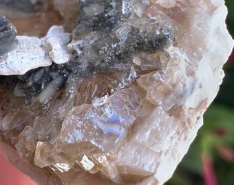 Calcite Crystal Clam Shell Fossil | Fort Drum Florida Fossil 3.16” | Rare Collectible Crystal | UV Reactive | Fluorescence & Phosphorescence