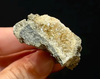 Calcite Crystal Clam Shell Fossil 1.36” | Fort Drum Florida Fossil | Rare Collectible Crystal | UV Reactive | Fluorescence & Phosphorescence
