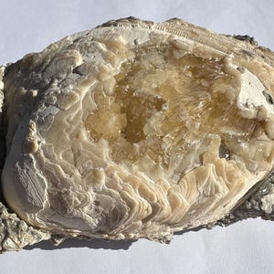 May include: A large geode, featuring a layered, off-white exterior and a central cavity filled with sparkling, golden crystals. The geode's outer shell has a rough, textured appearance, with areas of grey and black.