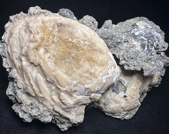 Calcite Crystal Clam Shell Fossil 7” Matrix | Rucks Pit Florida Fossil | Honey Calcite Mineral Specimen | Rare Collectible Crystal
