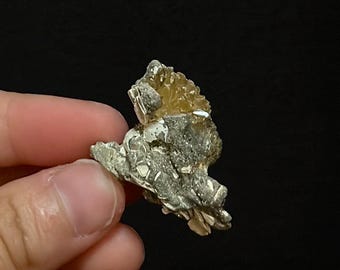 Calcite Crystal Clam Shell Fossil 1.41” | Fort Drum Florida Fossil | Rare Collectible Crystal | UV Reactive | Fluorescence & Phosphorescence