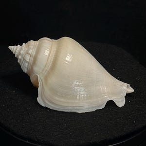 White Ivory Fossil Florida Fighting Conch Shell 3.49” | Pleistocene Fossil | Genuine Florida Fossil | Collector Specimen | Marine Fossil