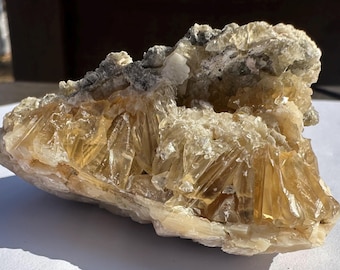 Calcite Crystal Clam Shell Fossil | Rucks Pit Florida Fossil | Yellow Calcite Mineral Specimen | Rare Collectible Crystal | ShipwreckedSpell