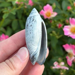 May include: An elongated olive shell with a pointed apex and a smooth, narrow aperture. The exterior surface features a weathered, pale gray and white coloration with dark gray, mottled, and streaked patterns across its curved, tapered body.