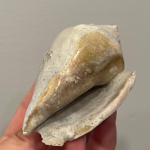Op de afbeelding: Een verweerde, kegelvormige zeeschelp met een lichtgrijze buitenkant en een getextureerd, poreus oppervlak. De schelp vertoont vlekken van beige en bruine verkleuringen, met een brede opening die een gladde, lichtgekleurde binnenkant onthult.