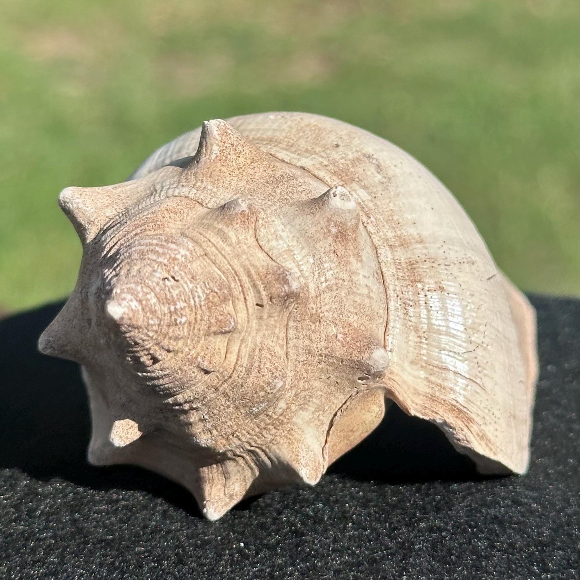 Fossil Conch Shell - Etsy