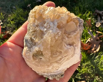 Calcite Crystal Clam Shell Fossil | Rucks Pit Florida Fossil | Yellow Calcite Mineral Specimen | Rare Collectible Crystal | ShipwreckedSpell
