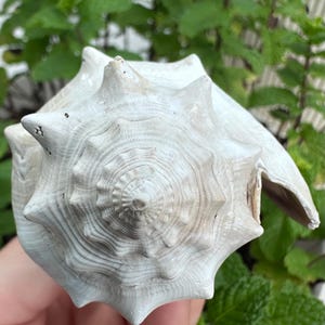 May include: A large, off-white conch shell featuring a spiraled, conical structure with prominent, pointed spikes radiating from the center. The surface displays fine, concentric ridges and a textured, weathered appearance with subtle beige undertones.