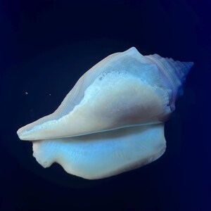 May include: A large, smooth conch shell featuring a gradient of soft white and pale blue tones. The shell has a pointed spire at one end and a wide, flared opening with a curved, polished lip, set against a solid, dark navy blue background.