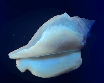 Fósil de caracola de Florida de 2,73 pulgadas / Concha fósil del Pleistoceno / Fluorescente reactiva a la luz ultravioleta / Fósil de Florida / Coleccionista