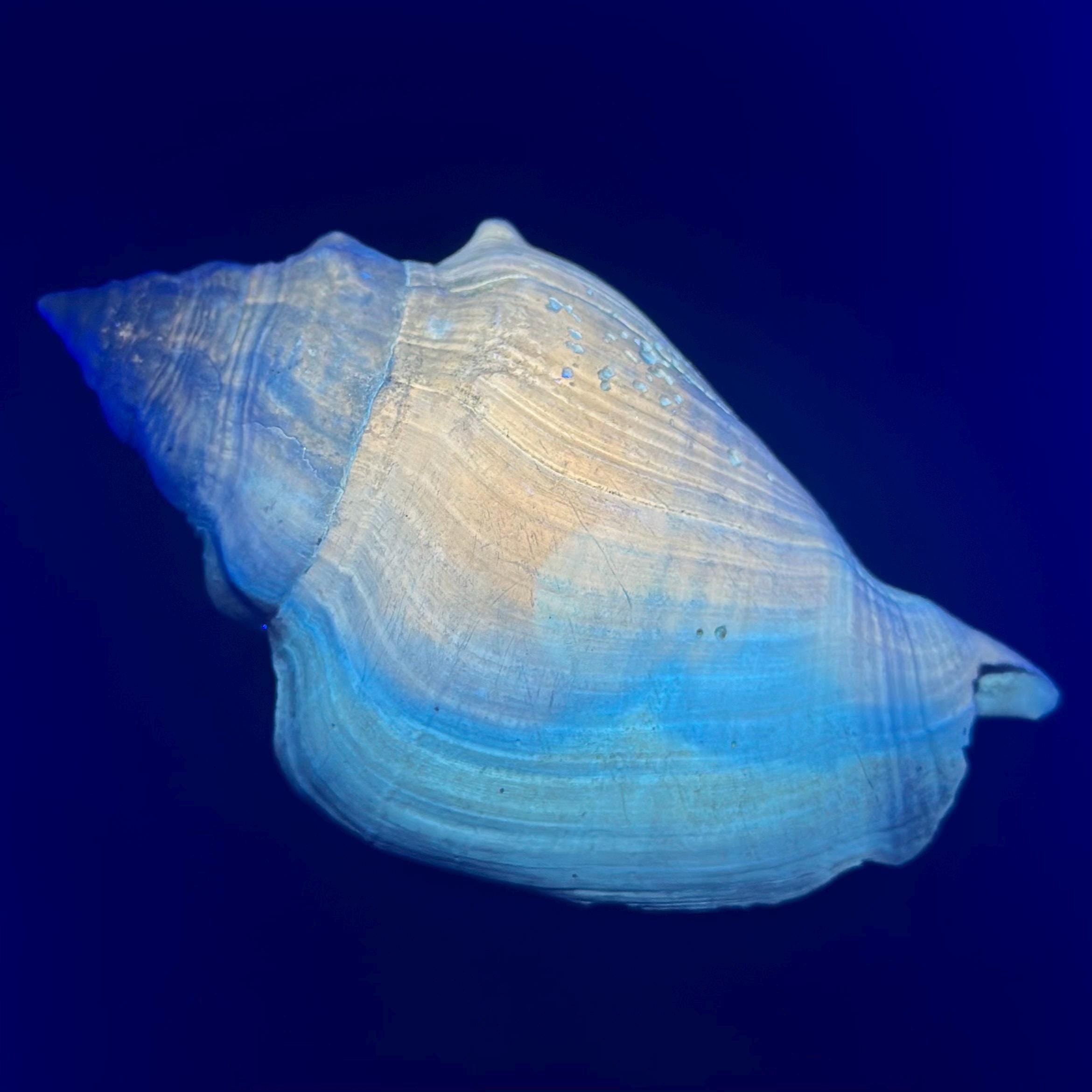 Fossil Conch Shell - Etsy