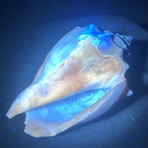 Amazing UV Fluorescent Florida Fossil Fighting Conch Shell 3.01” | Gold Fossil Shell | UV Reactive Fossil Shell | Genuine Gastropod Specimen