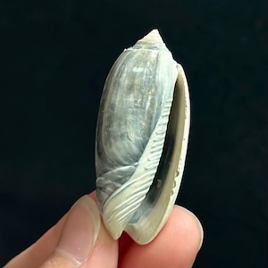 May include: A smooth, elongated olive shell featuring a glossy surface with marbled patterns in shades of grey, blue, and white. The shell has a pointed apex and a long, narrow aperture with a cream-coloured, ribbed outer lip edge.