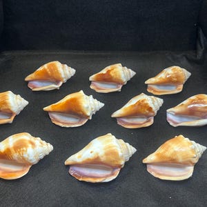 10 Florida Fighting Conch Shells | Bulk Seashell Lot | Lido Beach | Coastal Craft Supplies | Beach Décor | Natural Shells for DIY & Displays