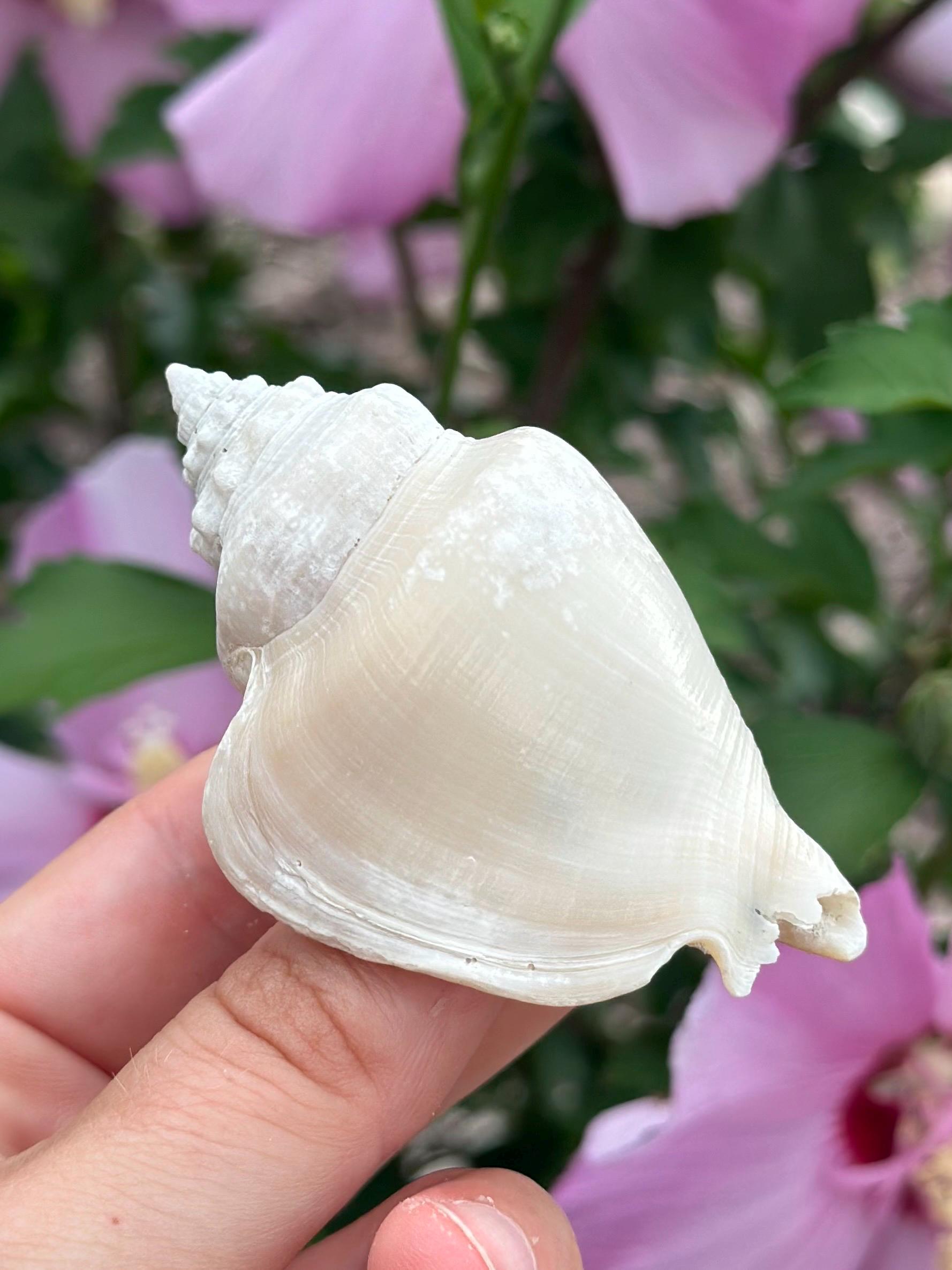 Fossil Conch Shell - Etsy
