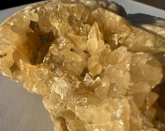 Calcite Crystal Clam Shell Fossil | Rucks Pit Florida Fossil | Yellow Calcite Mineral Specimen | Rare Collectible Crystal | ShipwreckedSpell