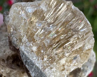Calcite Crystal Clam Shell Fossil | Fort Drum Florida Fossil 1.75” | Rare Collectible Crystal | UV Reactive | Fluorescence & Phosphorescence
