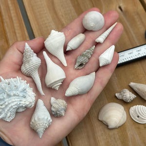 Könnte beinhalten: Eine Sammlung verschiedener weißer und cremefarbener Muscheln in unterschiedlichen Formen und Größen, darunter spiralförmige, kegelförmige und stachelige Arten. Ein schwarzer digitaler Messschieber zeigt Maße in Millimetern an.
