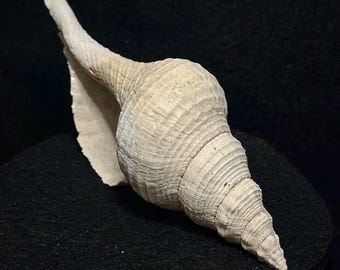 Caracola fósil de caballo de 5,59 pulgadas / Concha fósil de Florida / Formación Caloosahatchee / Pleistoceno temprano / Ejemplar genuino de coleccionista / Fósil de Florida